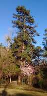 Imagem de Pinus glabra Walter