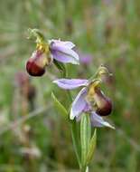 Image of Bee orchid