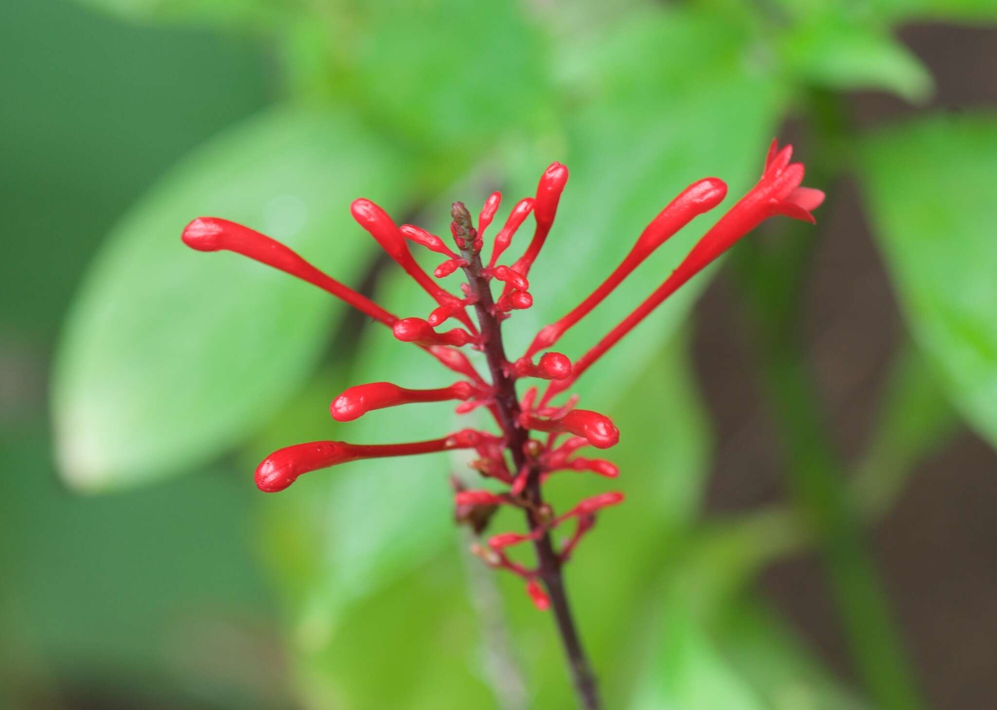 Image of Cardinal's guard flower