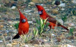 Plancia ëd Cardinalis phoeniceus Bonaparte 1838