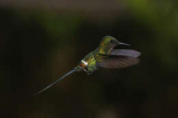 Image of Green Thorntail