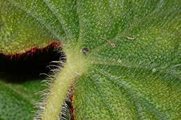 Image of Begonia annulata K. Koch