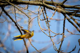 Image of Long-tailed Minivet