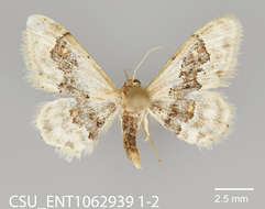 Image of Idaea gemmata Packard 1876