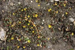 Image of Miniature Monkey-Flower