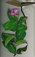 Imagem de Cryptostegia madagascariensis Boj.