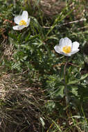 Image of Snowdrop Anemone