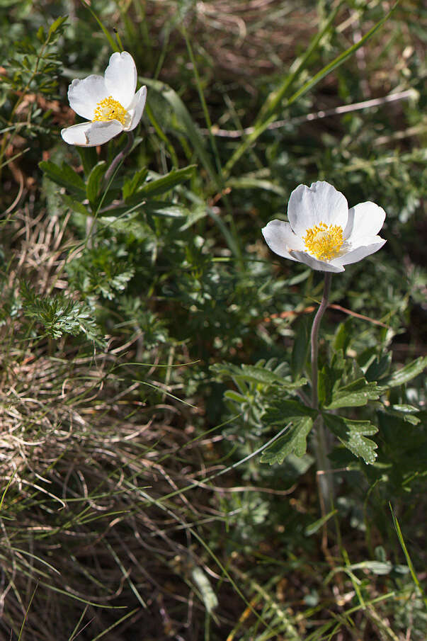 Image of Snowdrop Anemone