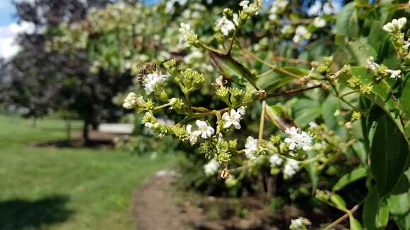 Image of Heptacodium