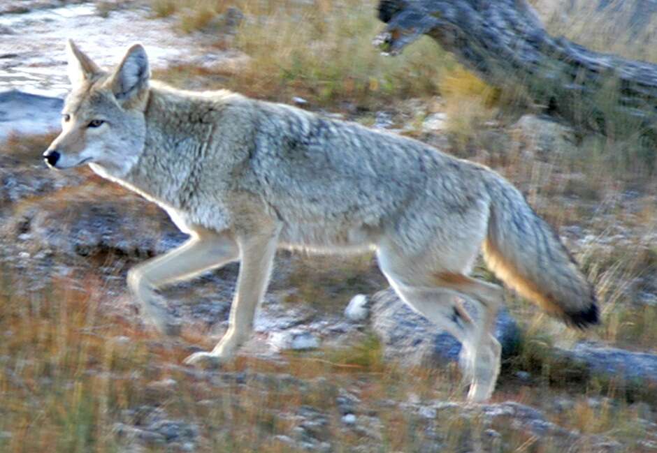 Image of Canis latrans lestes Merriam 1897