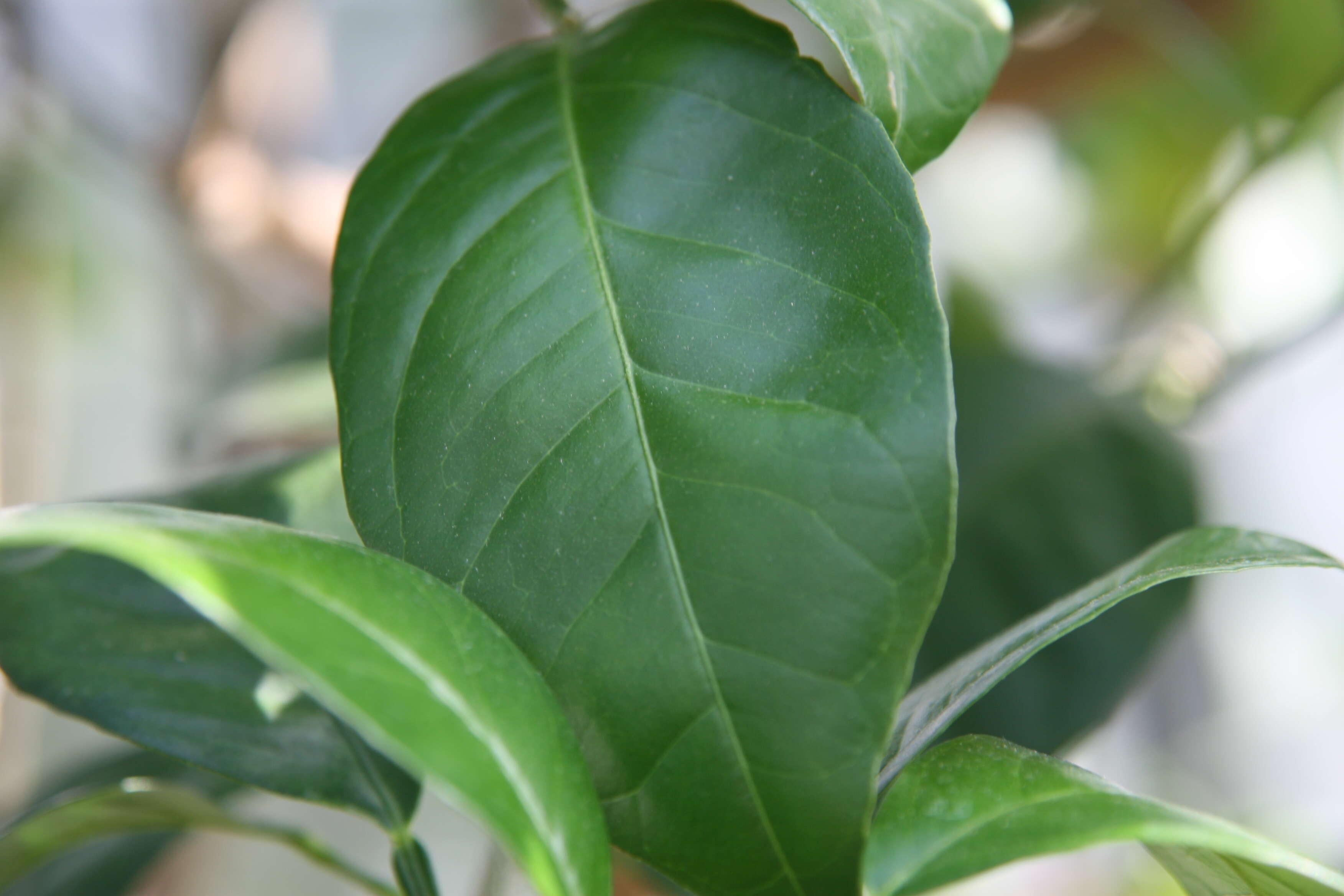 Image of Citrus × sinensis