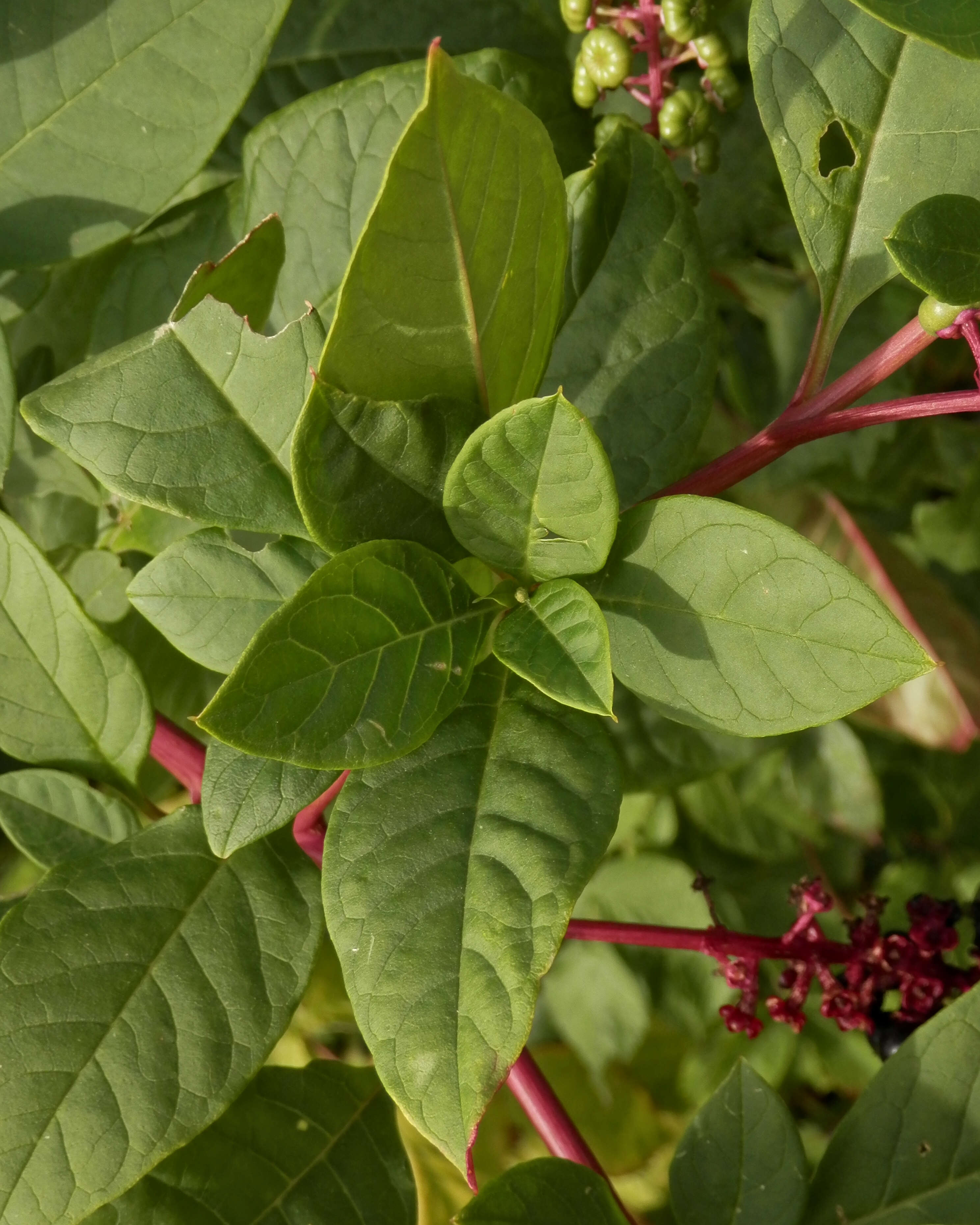 Image of American Nightshade