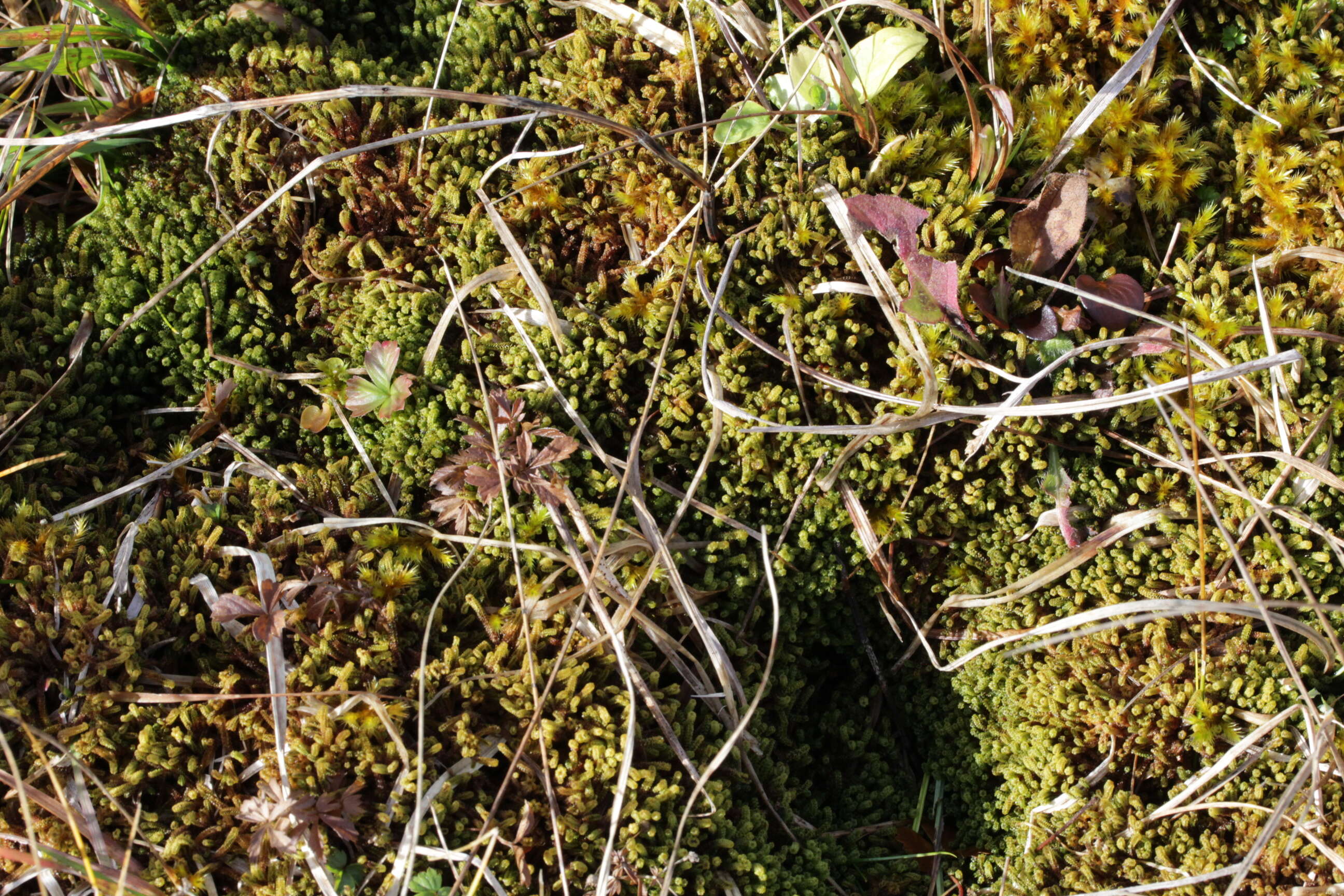 Image of paludella moss