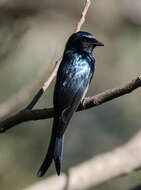 Image de Drongo bronzé