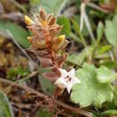 Image of Leucopogon fraseri A. Cunn. ex DC.