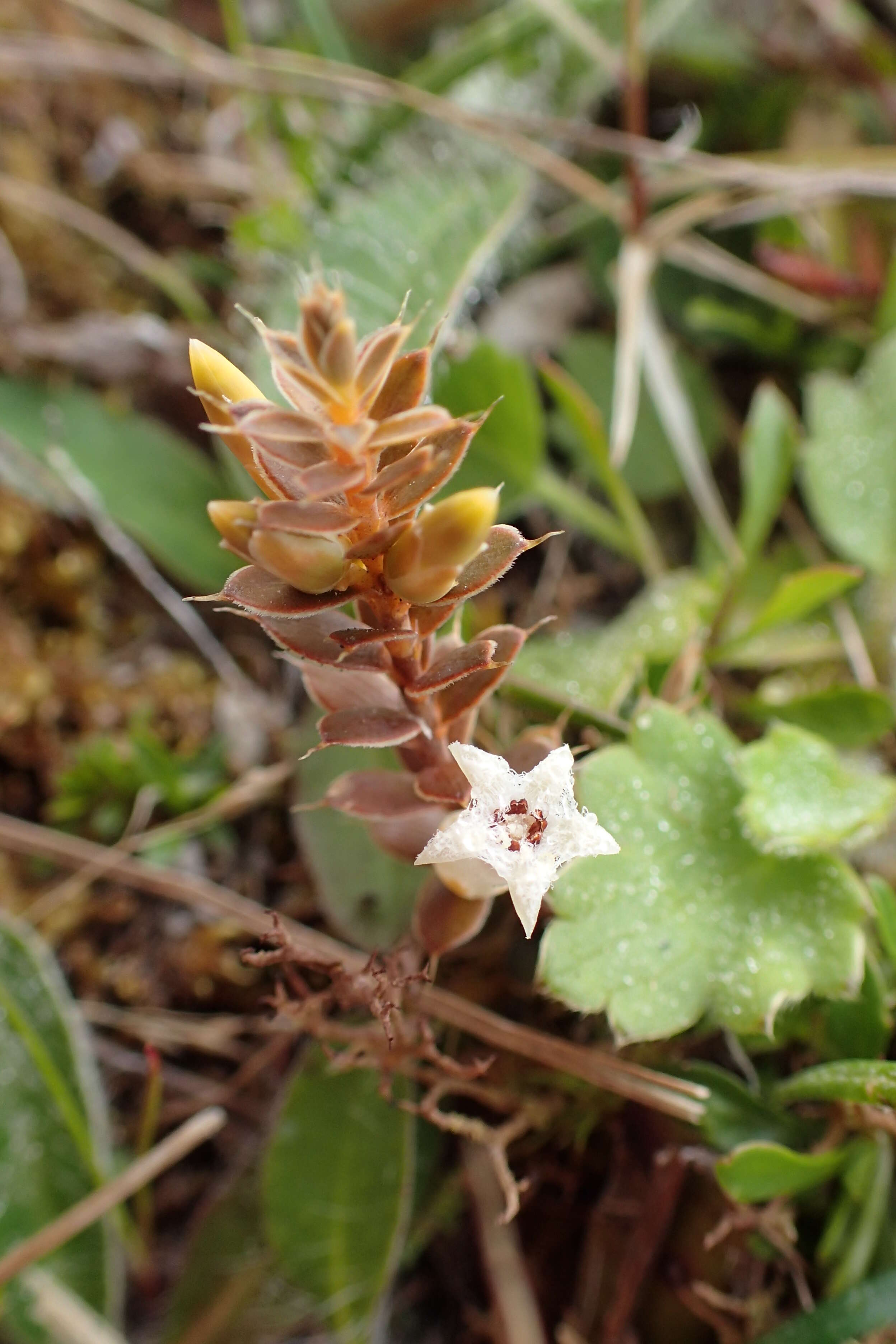 Image of Leucopogon fraseri A. Cunn. ex DC.