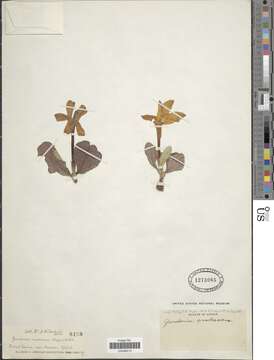 Image of Gardenia erubescens Stapf & Hutch.