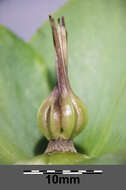 Image of Green Hellebore