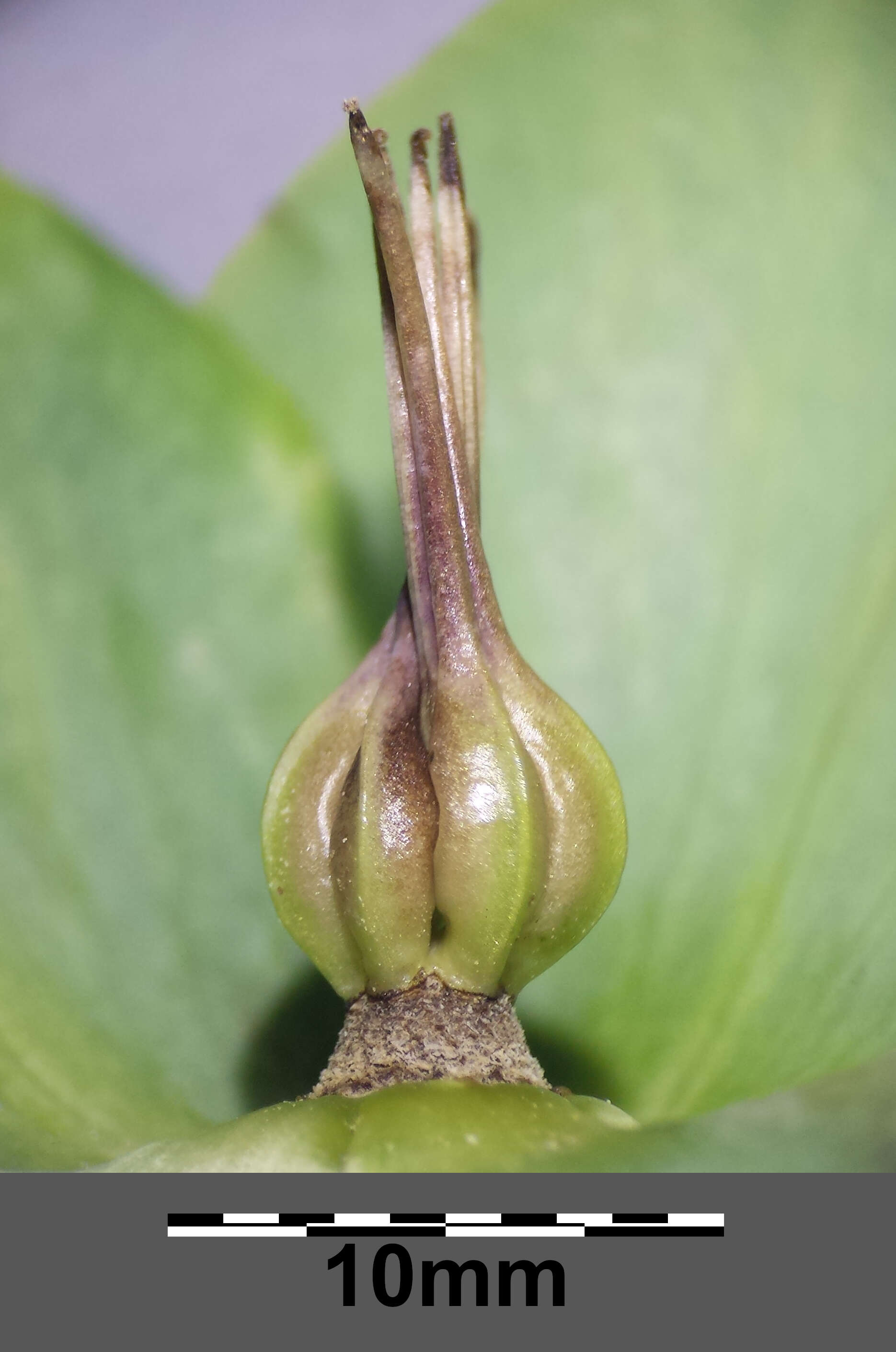 Image of Green Hellebore