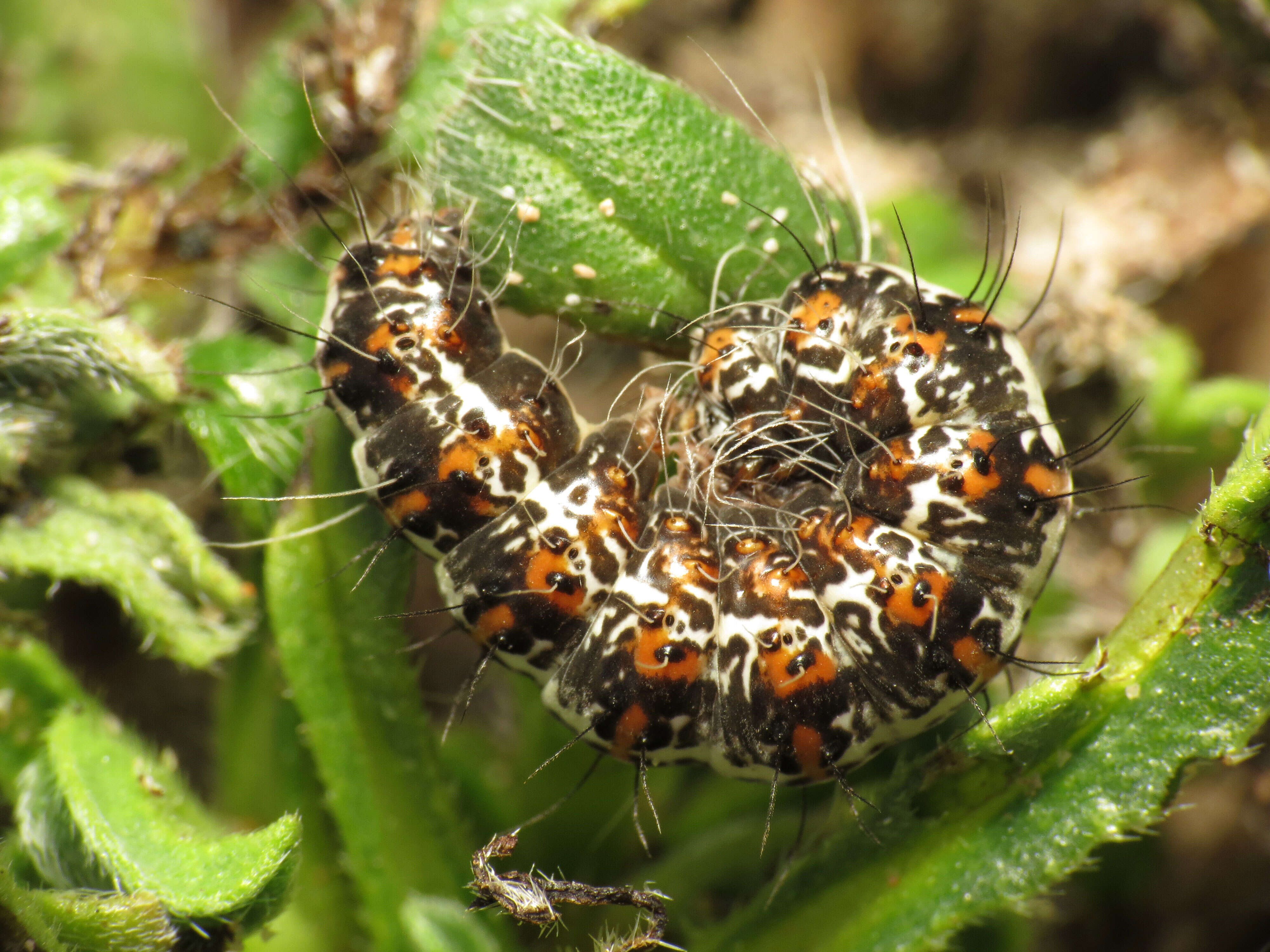 Image of crimson speckled