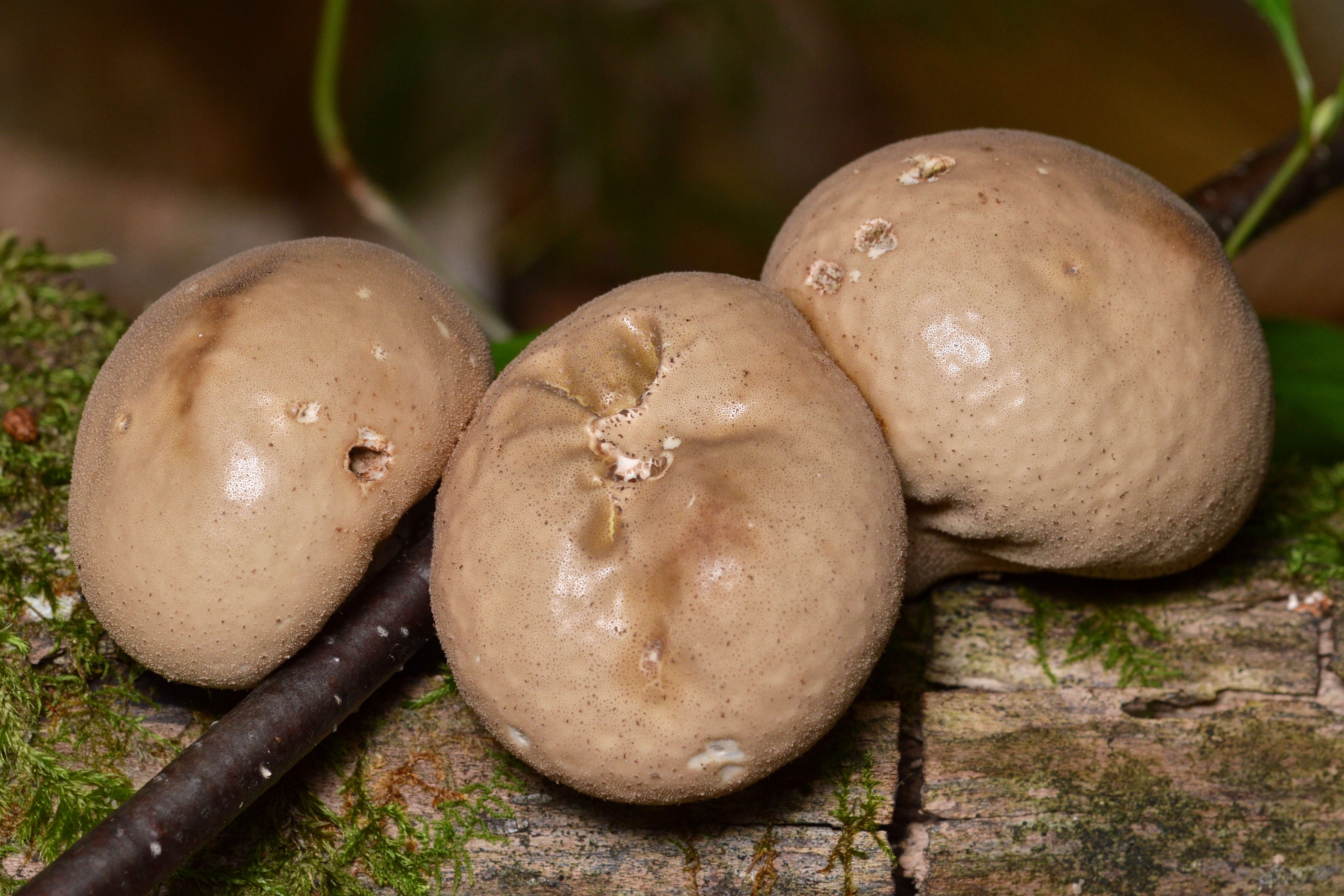 Imagem de Lycoperdon pyriforme Schaeff. 1774