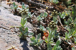 Image of Rocky Mountain pussytoes