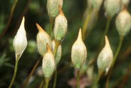 Image of Bank Haircap Moss