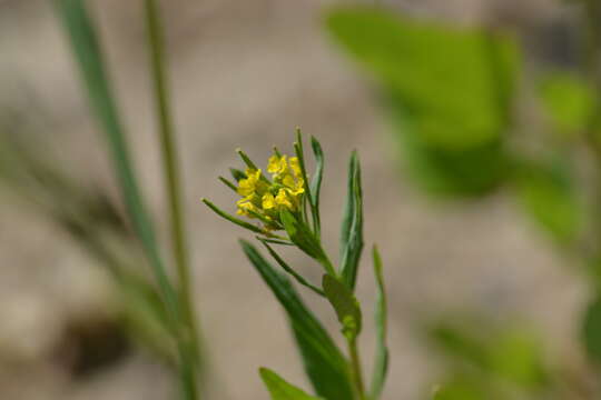 Image of treacle mustard