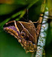 Image of Bamboo Tree Brown