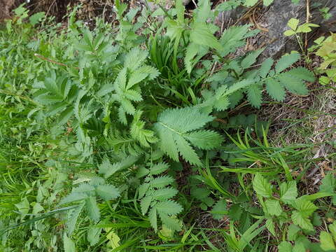 Image of fragrant agrimony