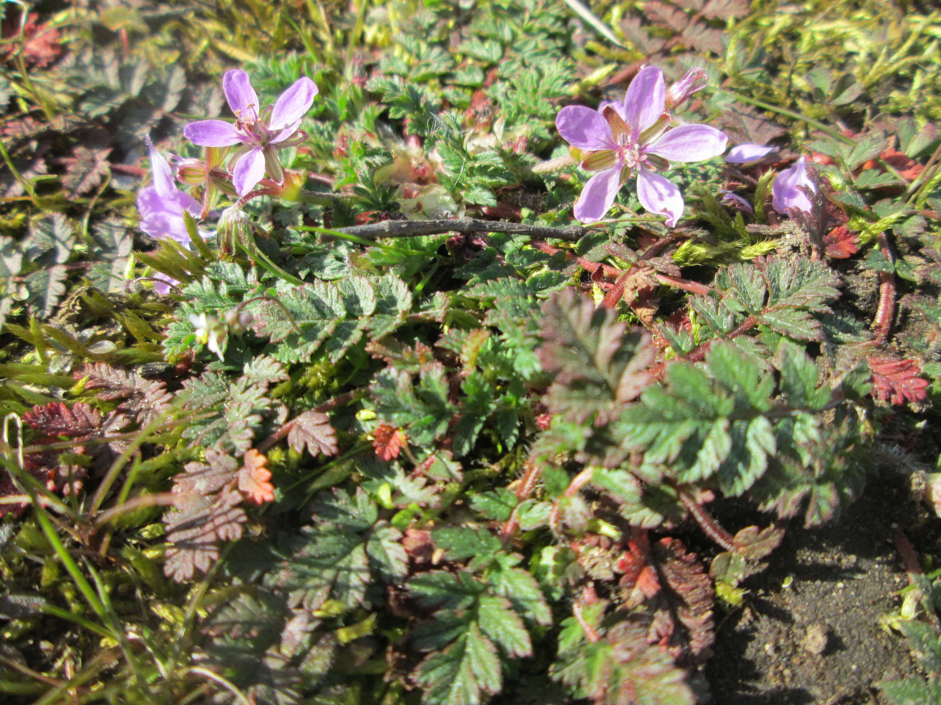 Image of Common Stork's-bill