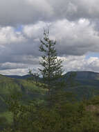 Image of American Larch