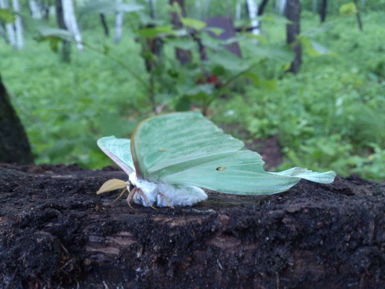 Image of Actias artemis (Bremer & Grey 1853)