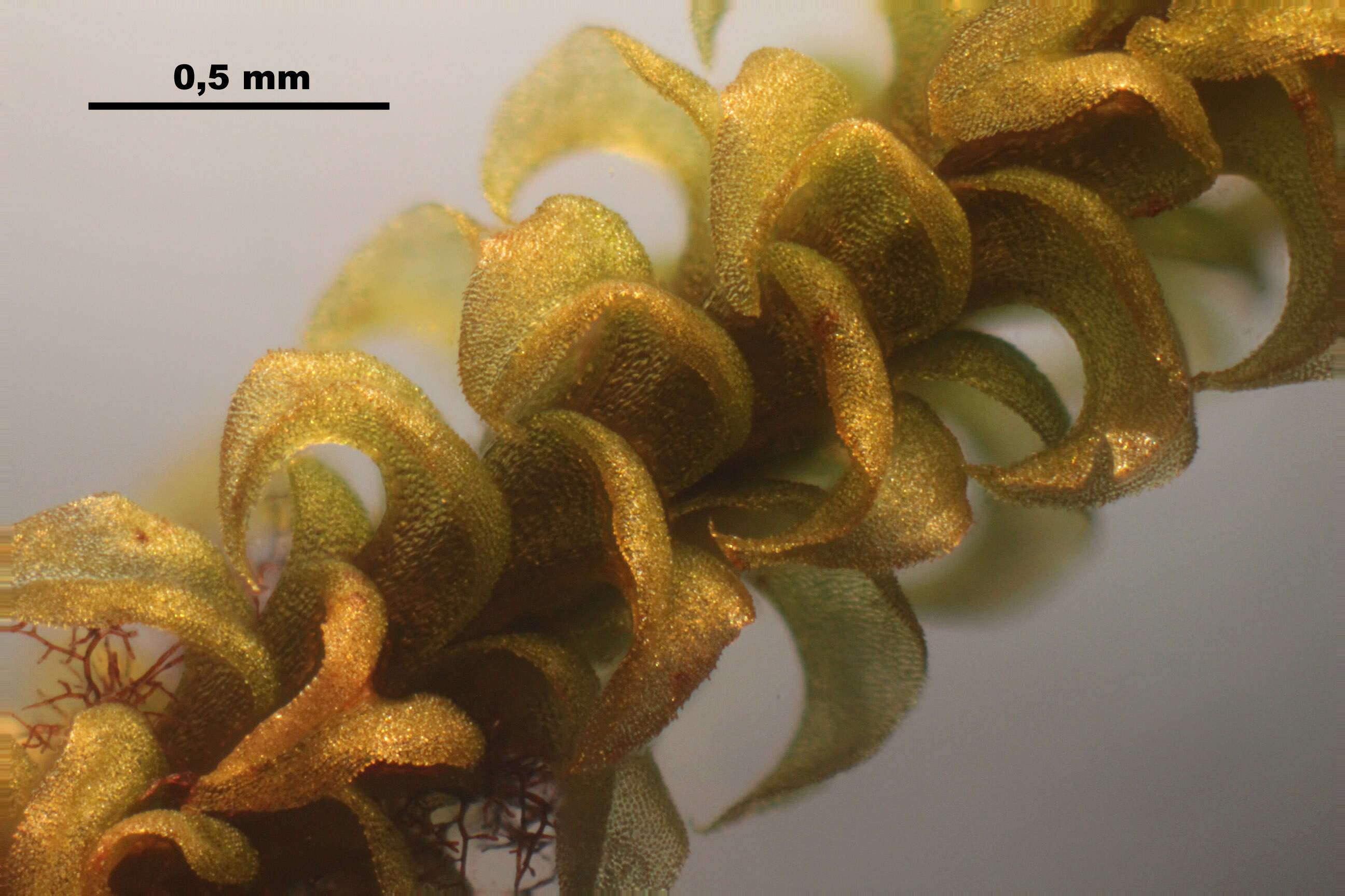 Image of paludella moss