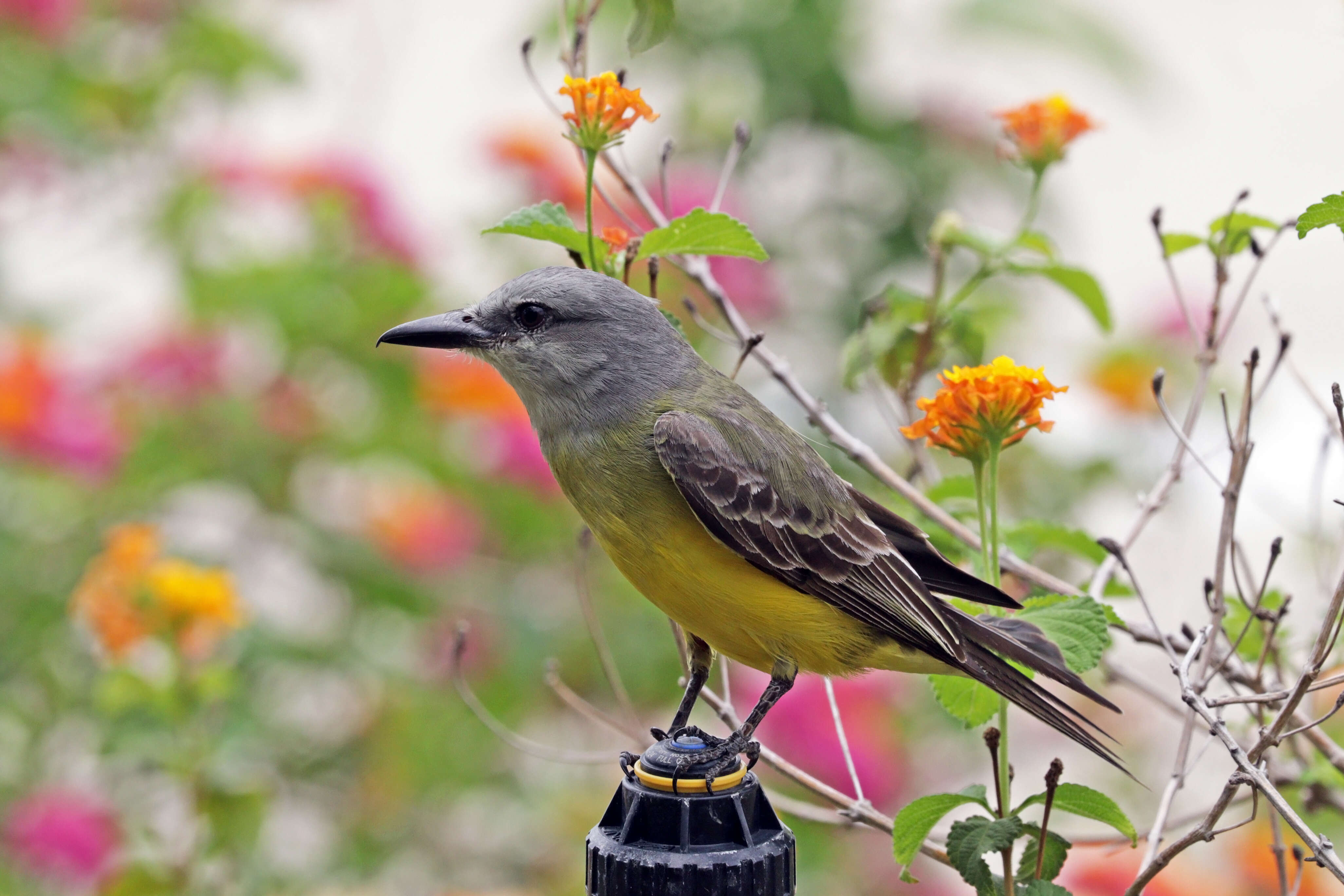 Image of Tropical Kingbird