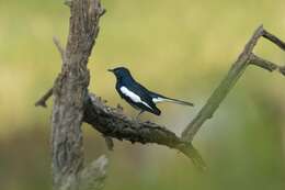 Image of Oriental Magpie Robin