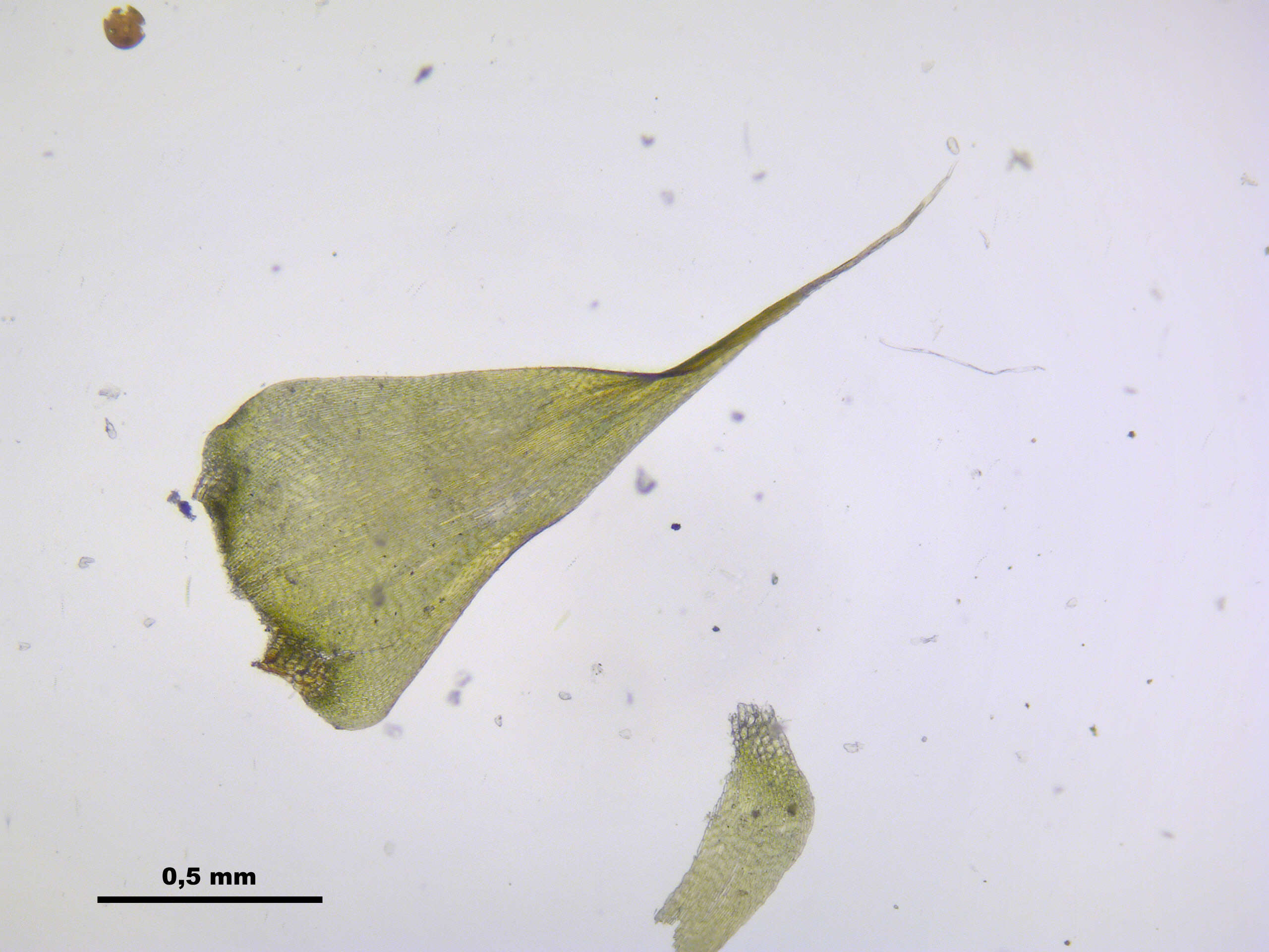 صورة Campylium stellatum