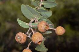 Image of Corymbia setosa (Schauer) K. D. Hill & L. A. S. Johnson