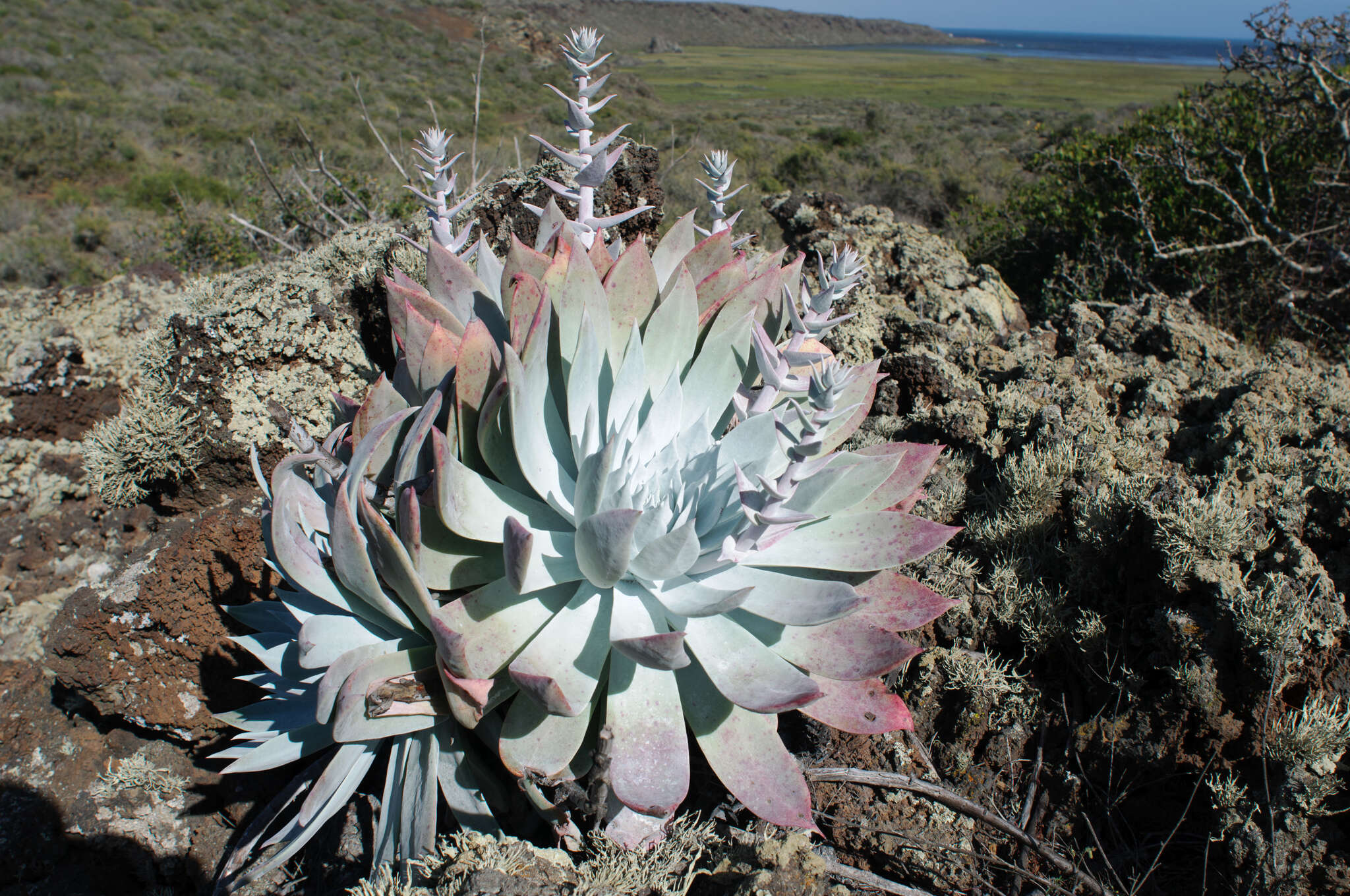 Image of Dudleya anthonyi Rose ex Britton & Rose