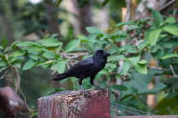 Imagem de Corvus culminatus Sykes 1832