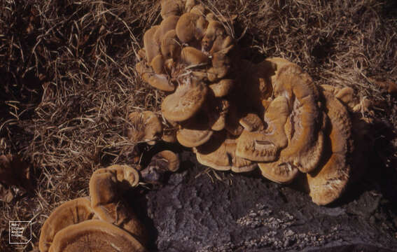 Image of Meripilus giganteus (Pers.) P. Karst. 1882