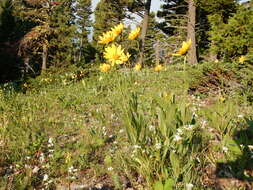 Sivun Helianthella uniflora (Nutt.) Torr. & A. Gray kuva