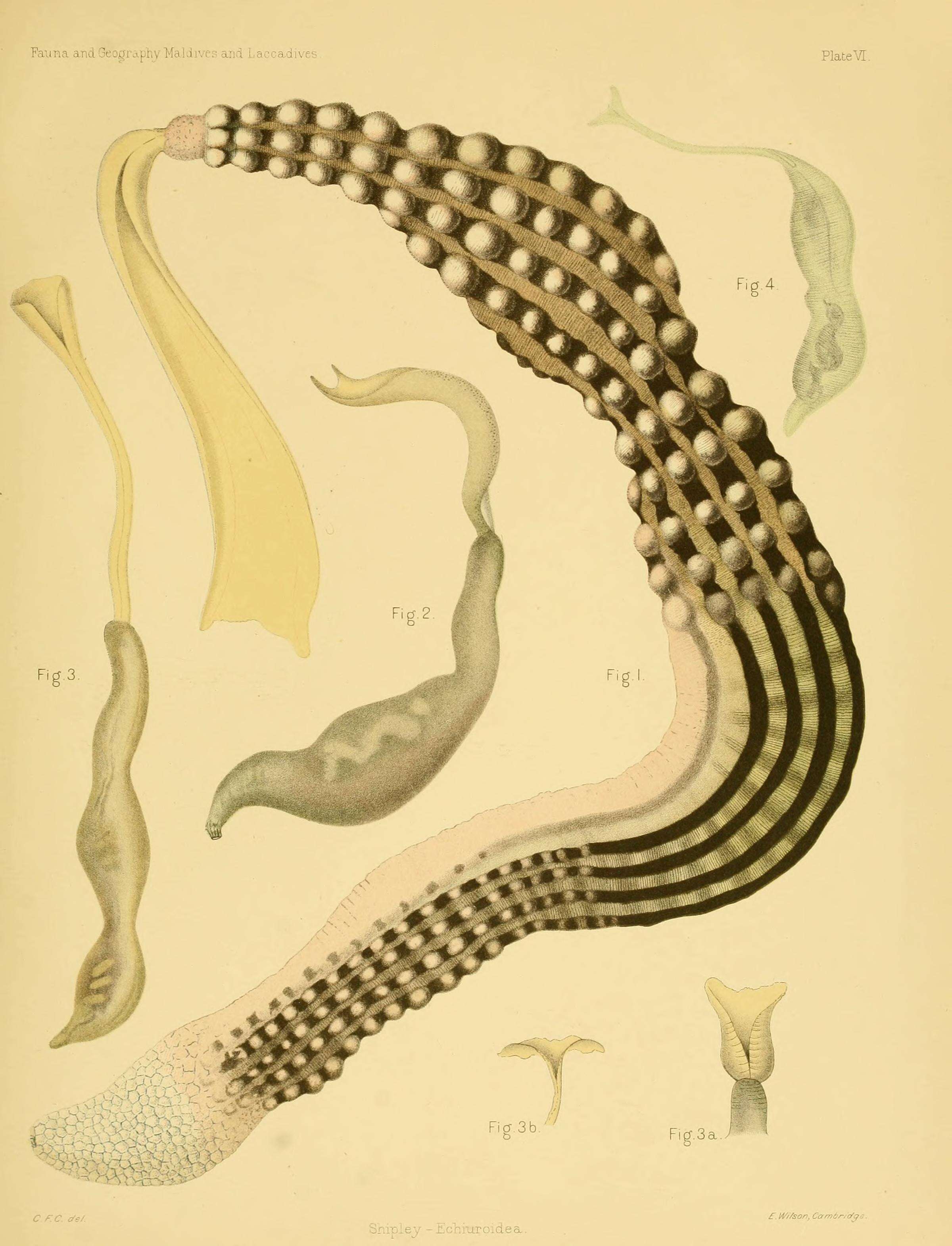 Image of Ochetostoma erythrogrammon Rüppell & Leuckart 1828