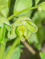 Image of Stinking Hellebore