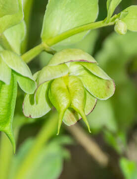 Image of Stinking Hellebore