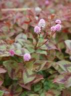 Imagem de Persicaria capitata (Buch.-Ham. ex D. Don) H. Gross