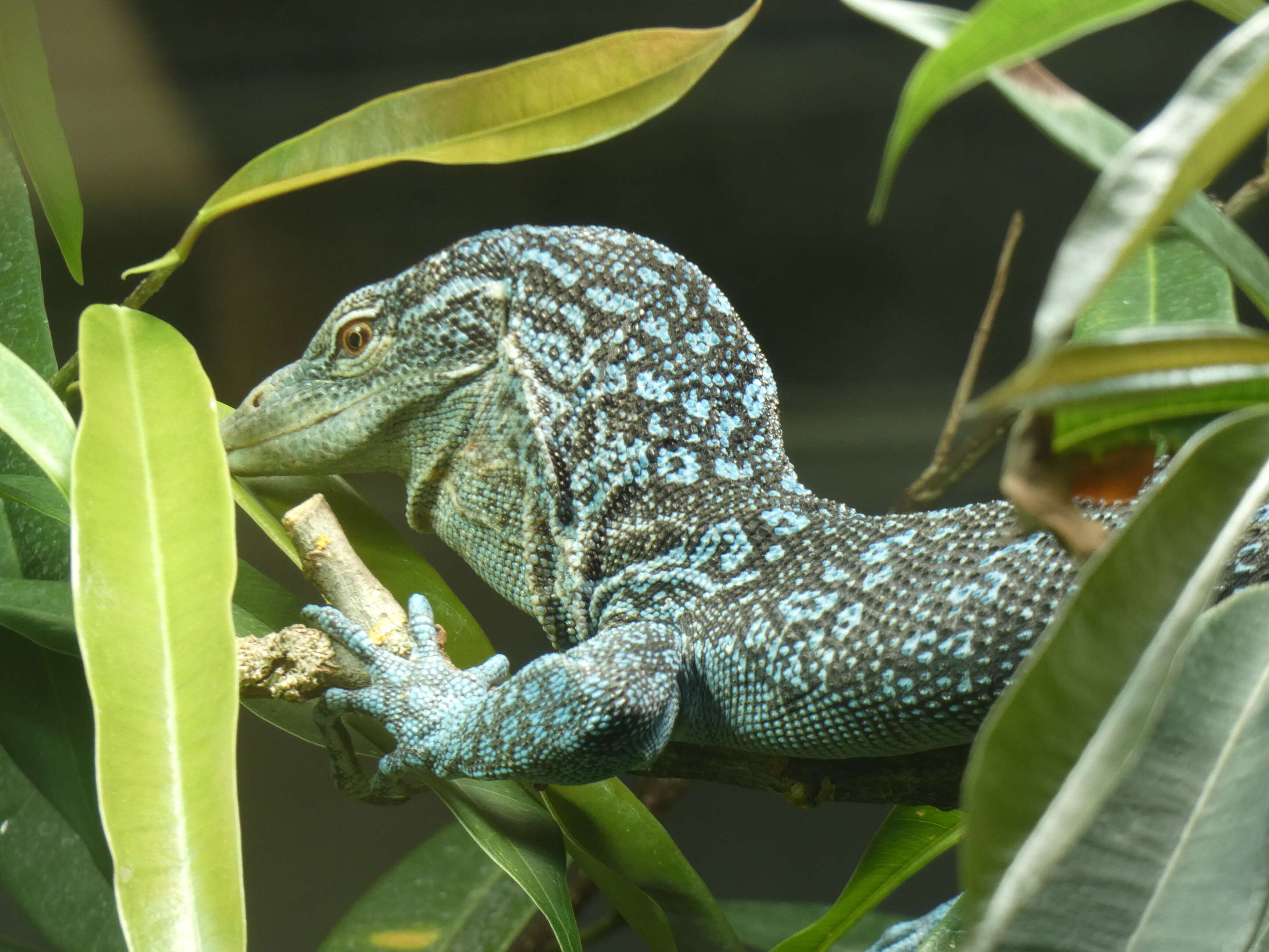 Image of Varanus macraei Böhme & Jacobs 2001