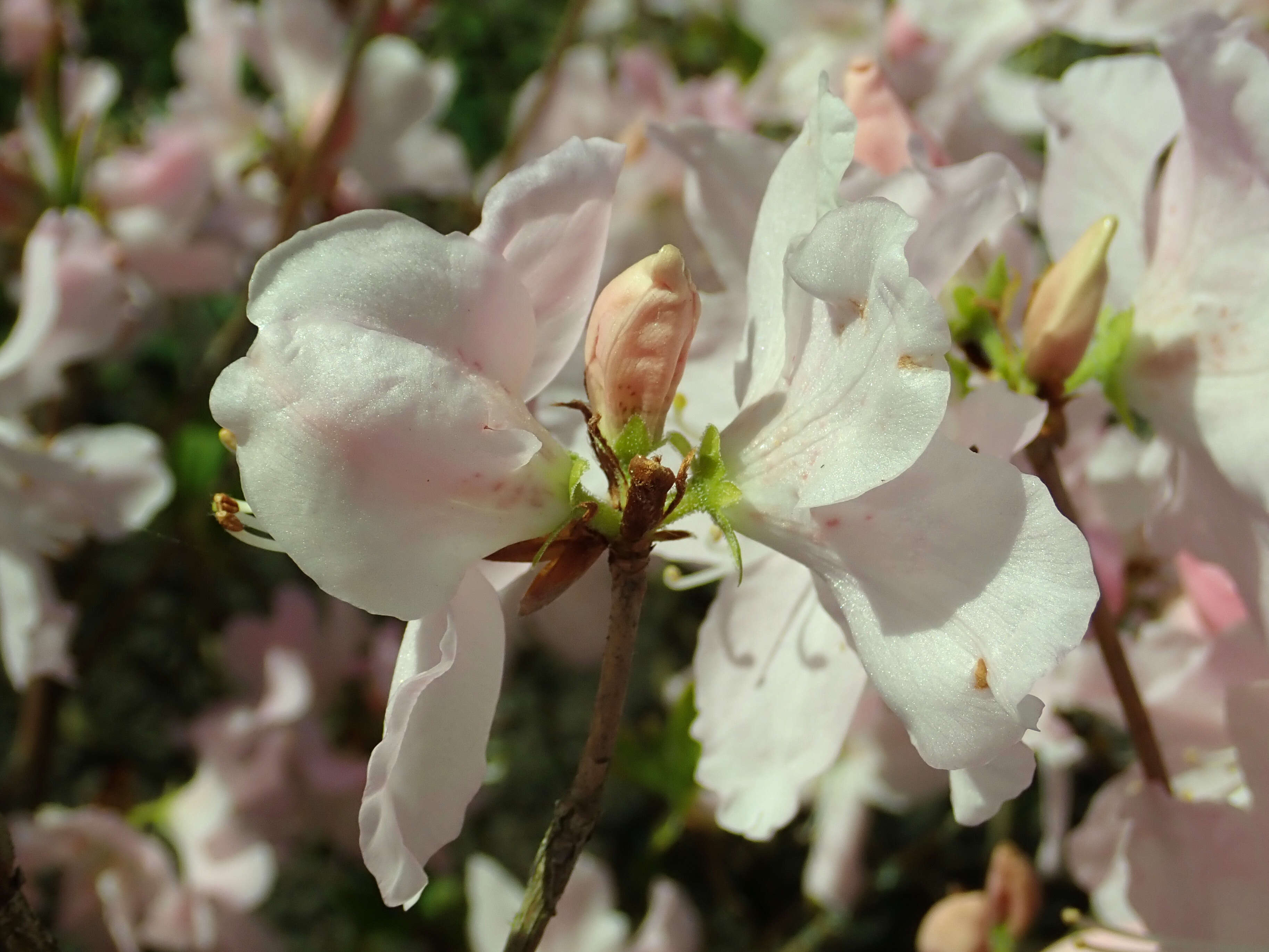 Image of Rhododendron schlippenbachii Maxim.