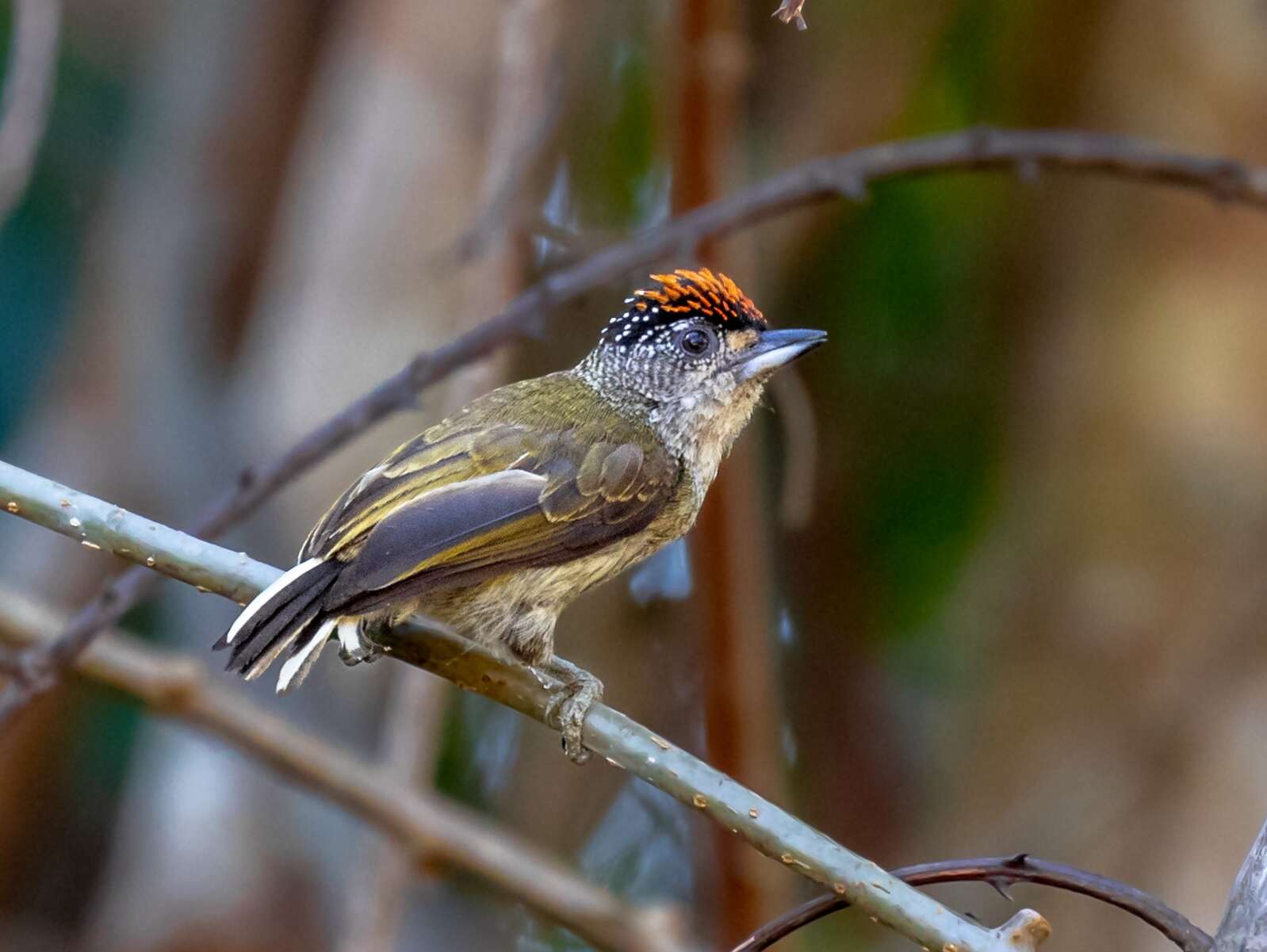 Image of Fine-barred Piculet