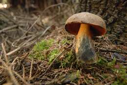 Image of Neoboletus luridiformis (Rostk.) Gelardi, Simonini & Vizzini 2014